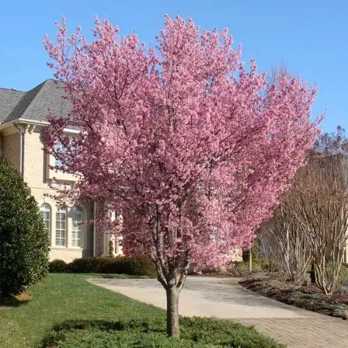 Can Cherry Trees Thrive in Florida? Types & Tips for Success Rennie