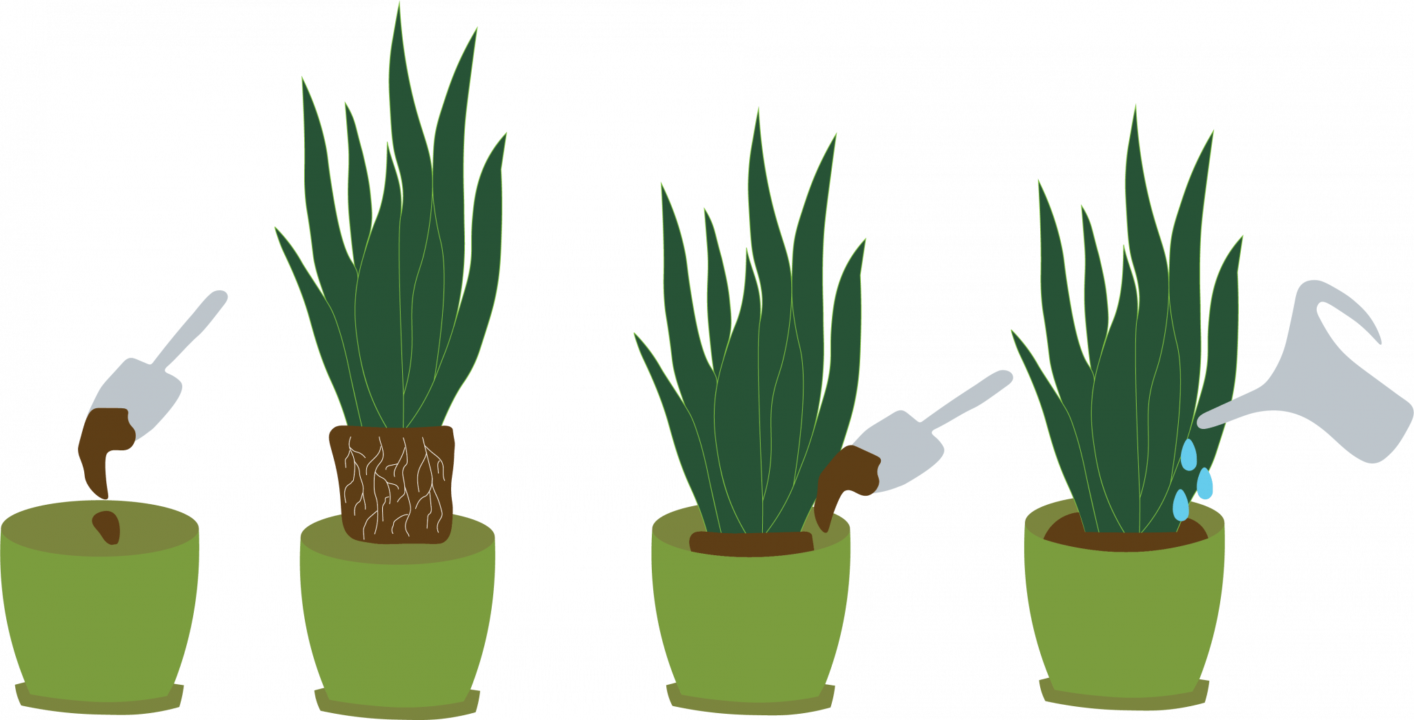 Potting Plants in Containers Reno Green Landscaping