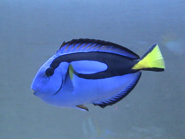 熱帯魚、亀、その他諸々『ファインディング・ニモ』に登場する海洋生物元ネタまとめ RENOTE [リノート]