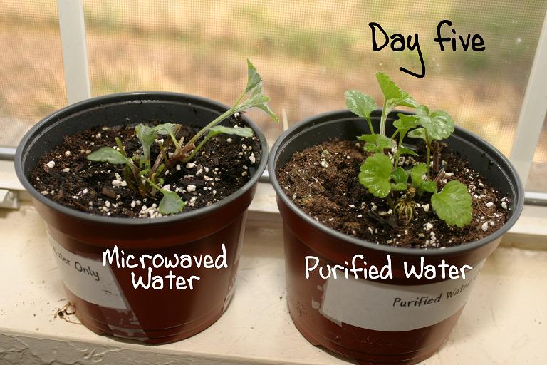 Experiment Microwaved Water Kills Plants