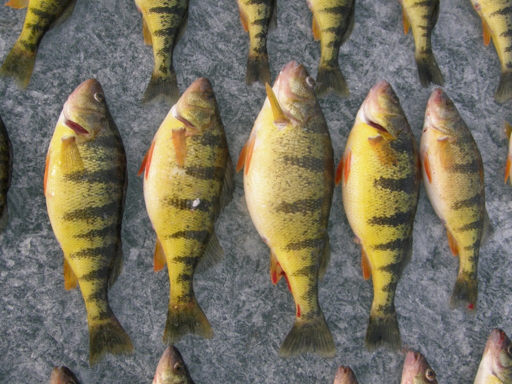 Explore Simcoe Simcoe Ontario cottages rentals