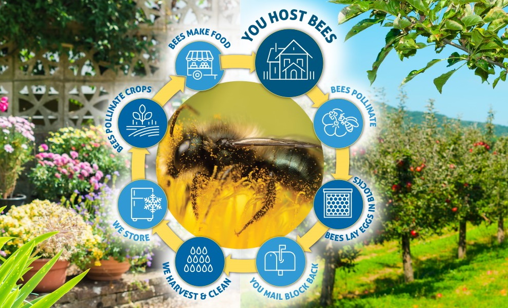 NEWS Bee Rental Program Brings Together Gardeners and Farmers to Make