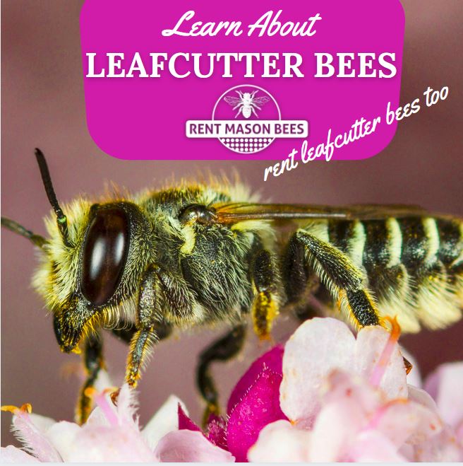 Learn About Summer Leafcutter Bees Rent Mason Bees