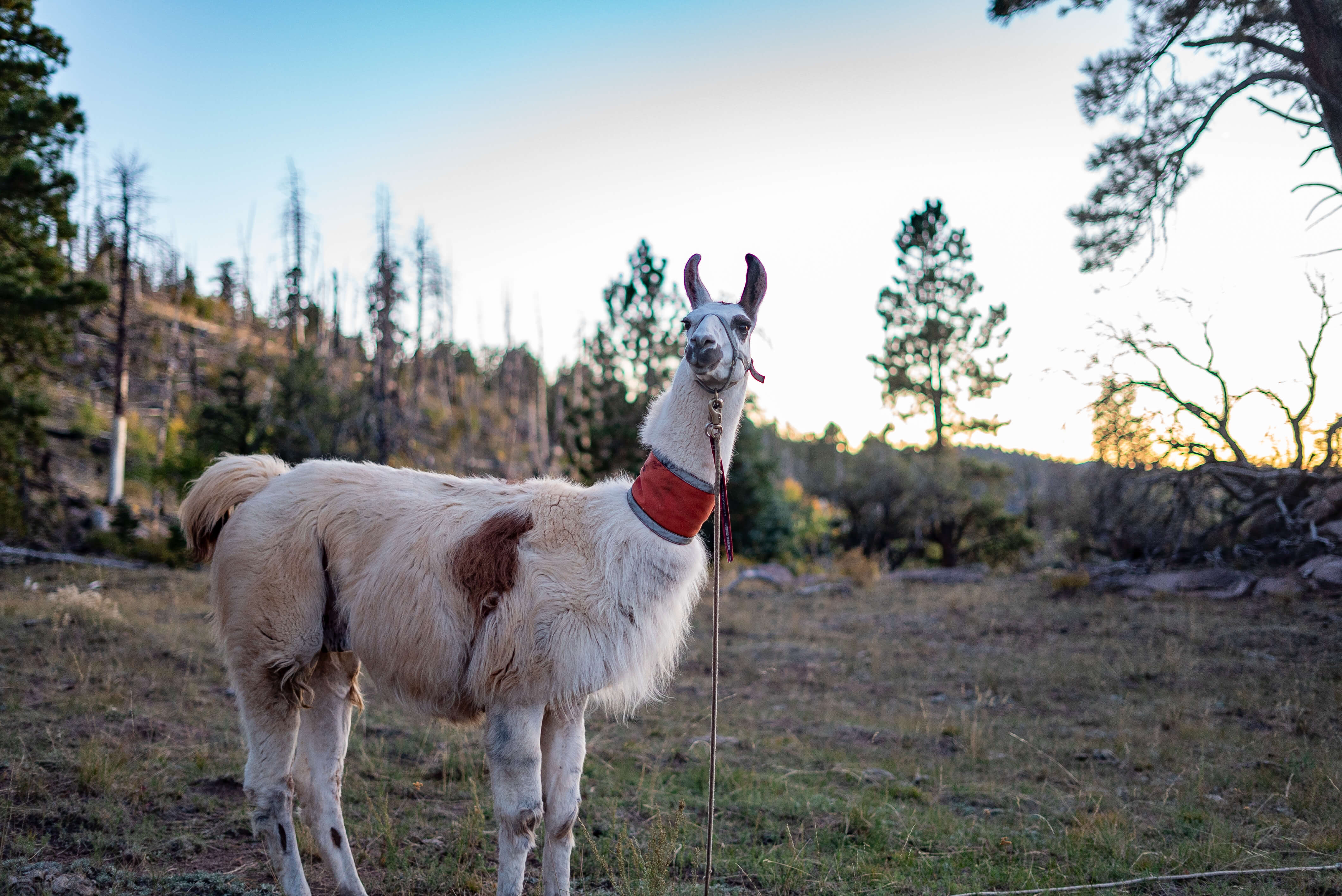 Pack Llama Image Gallery Backcountry Logistics