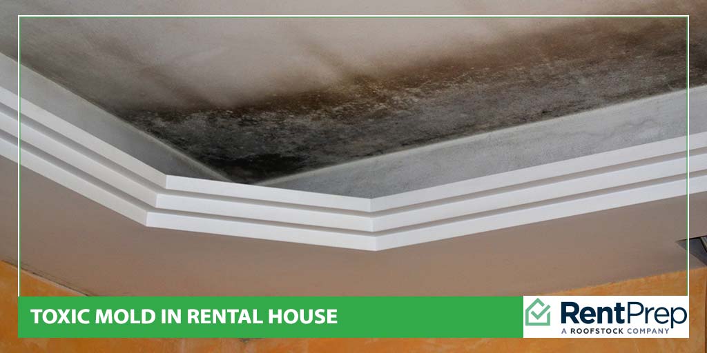Toxic Mold in Rental House Landlord Responsibilities RentPrep