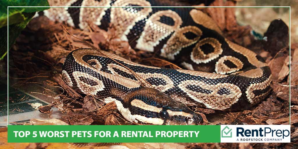 Top 5 Worst Pets for a Rental Property RentPrep