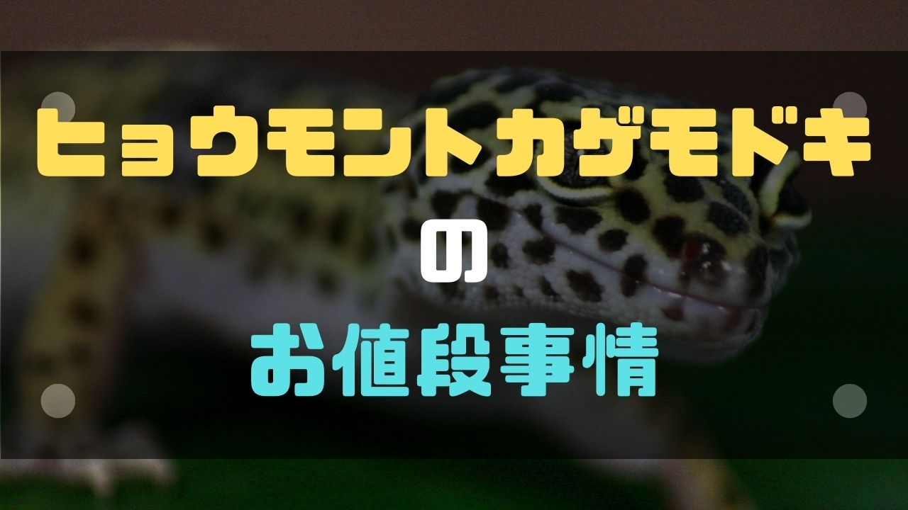 【モルフ】ヒョウモントカゲモドキの値段ってどう決まるの？相場などについて【レオパ】 レオパ！