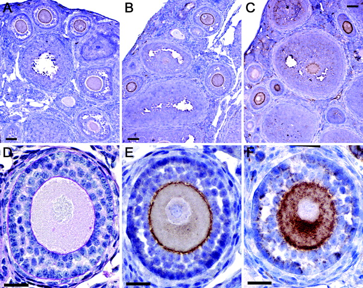 Pig zona pellucida 2 (pZP2) protein does not participate in zona