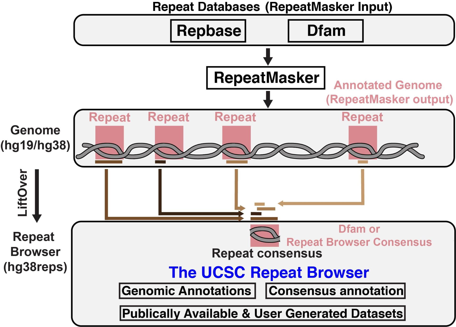 UCSC Repeat Browser A Genome Assembly Hub for Repeat Elements