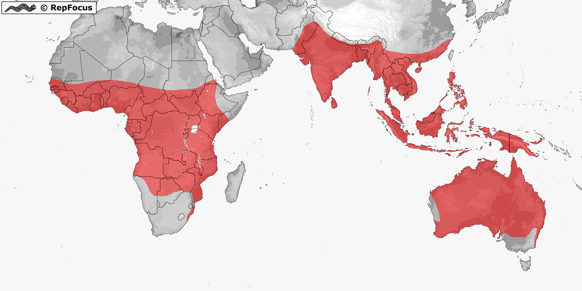 Pythonidae (Pythons) distribution / RepFocus
