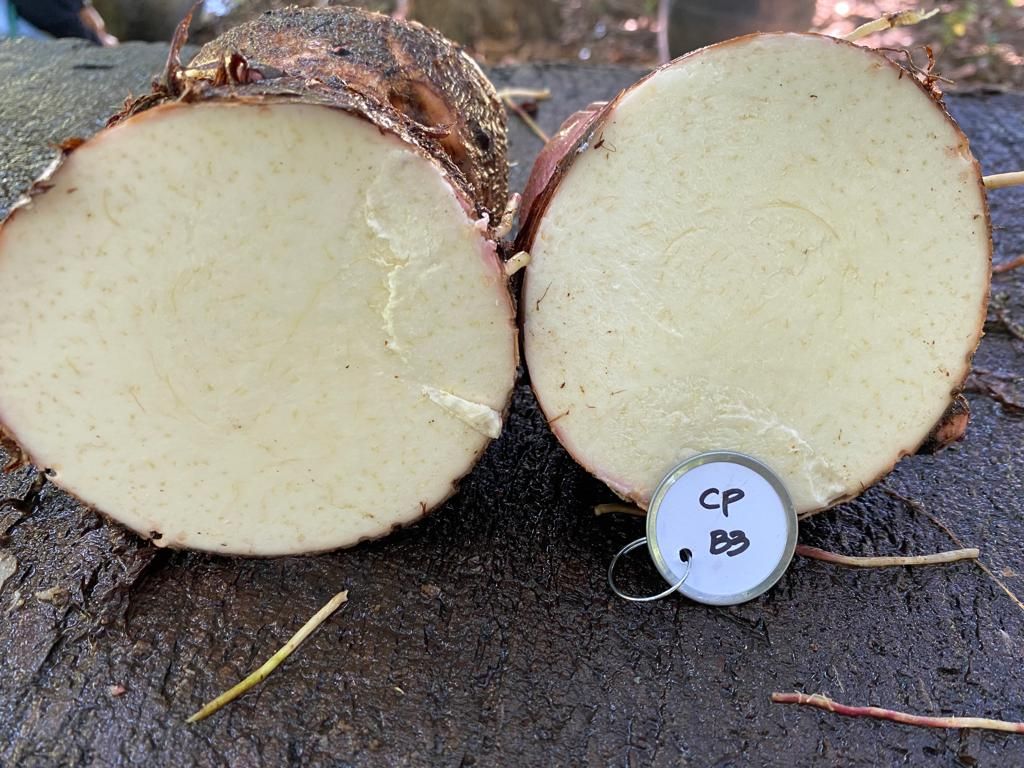 Promueve Sader cultivo de malanga en el sur sureste del país/ Por