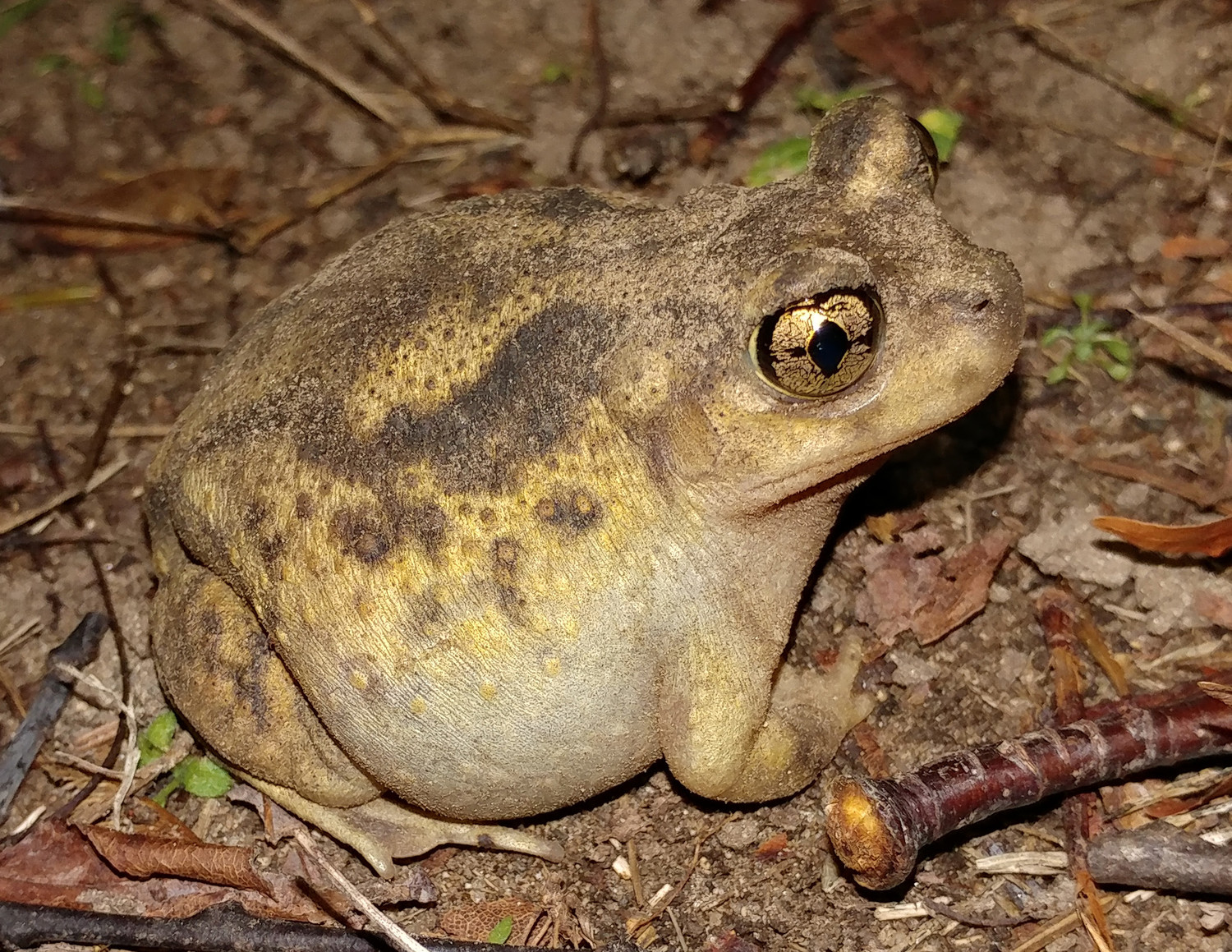 New England Amphibians and Eastern Spadefoot Toads Program Reporter Today