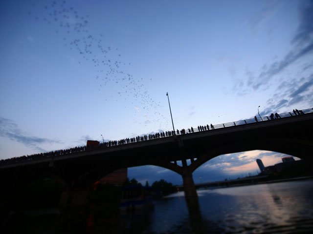 Those Bats Also Bring Money to Austin Reporting Texas ★ Reporting Texas
