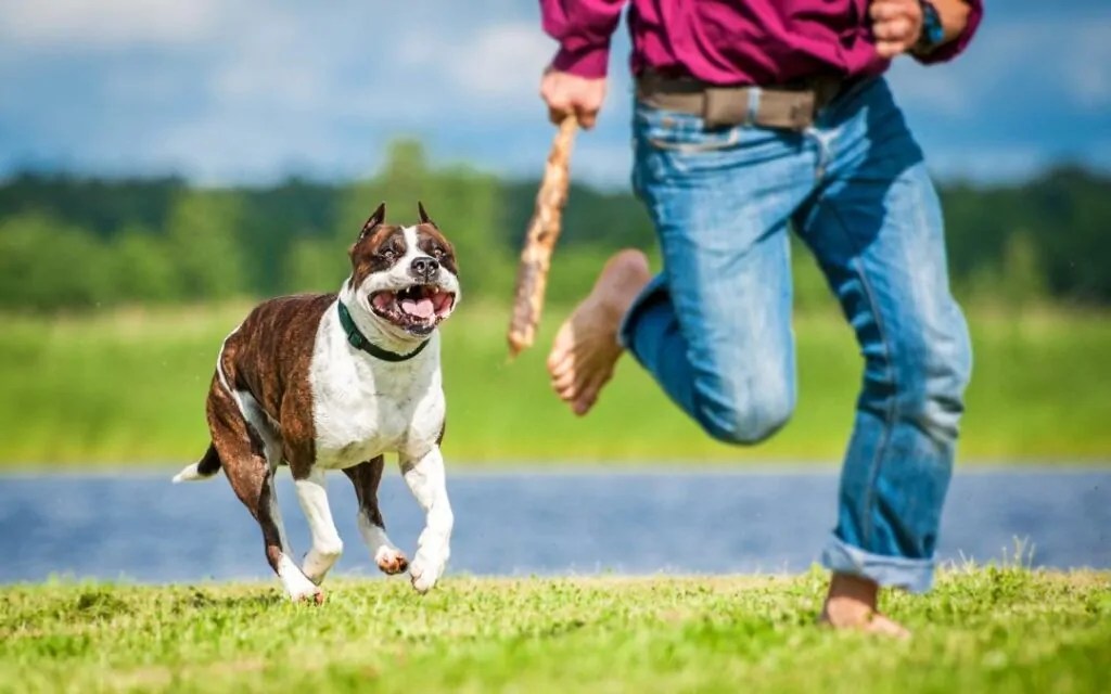 7 Legal Steps to take after a Dog Bite or Other Injuries Reports Herald