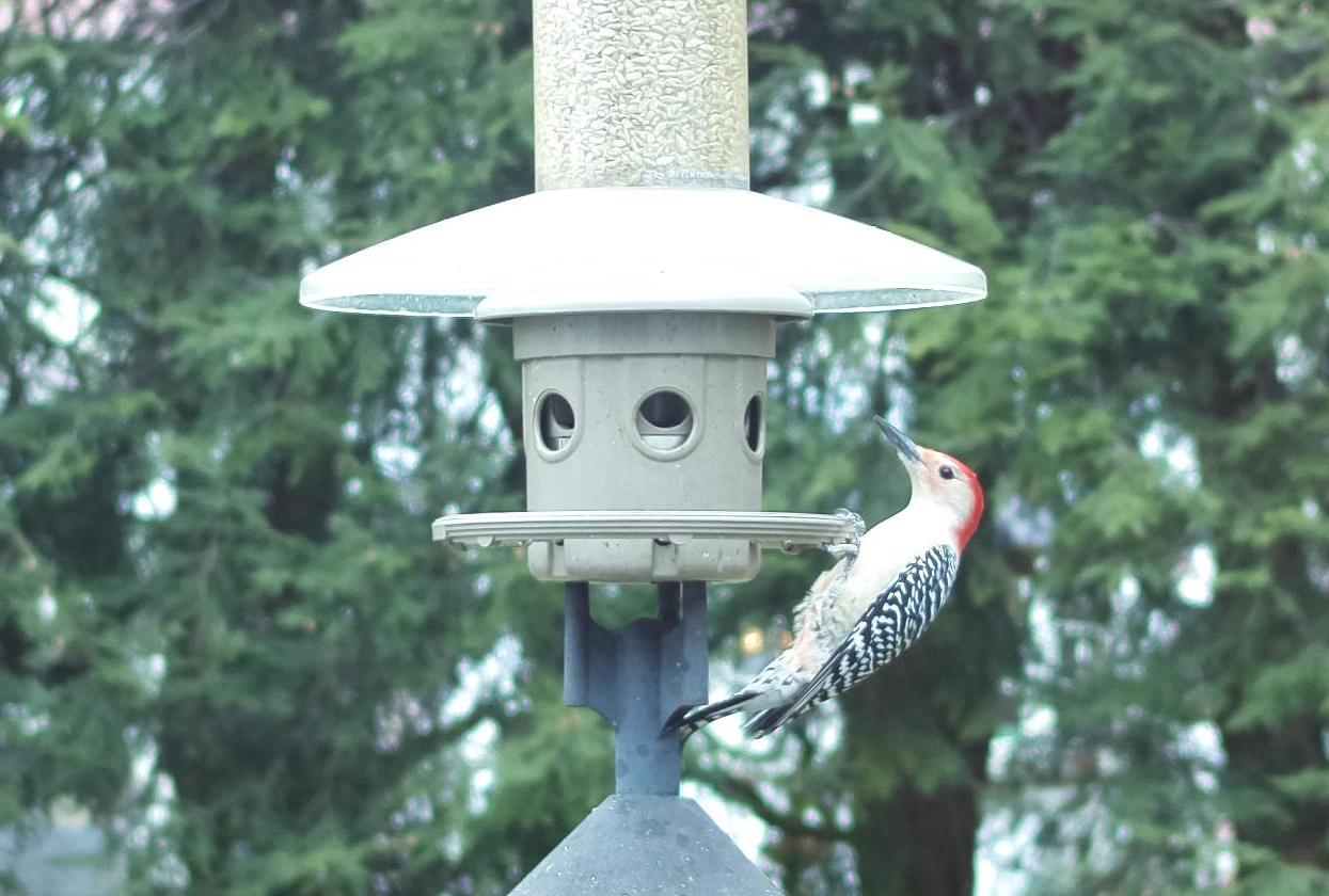 GitHub mesadowski/RaspberryPiBirdImageRecognition Image