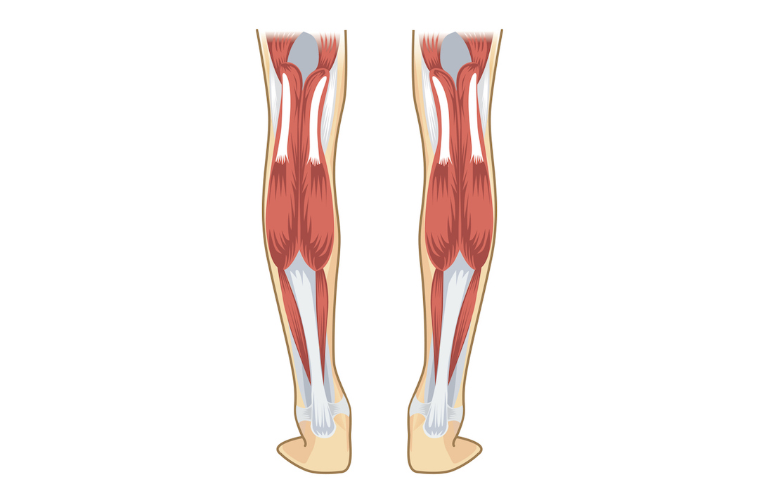 What Causes Heel Pain? REP Physio Edmonton Physiotherapy