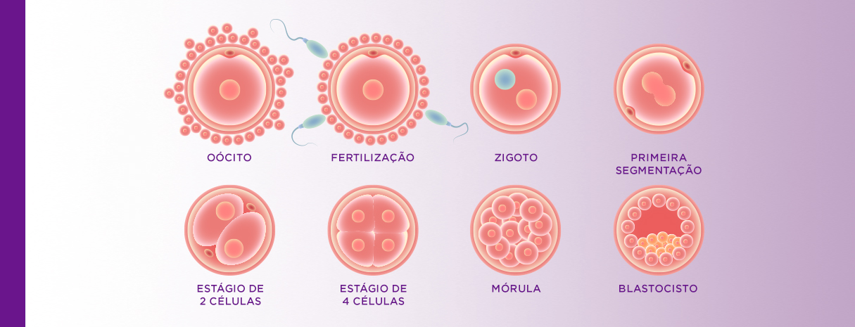 Blastocisto ou D5 o que é? Clínica Reproduce