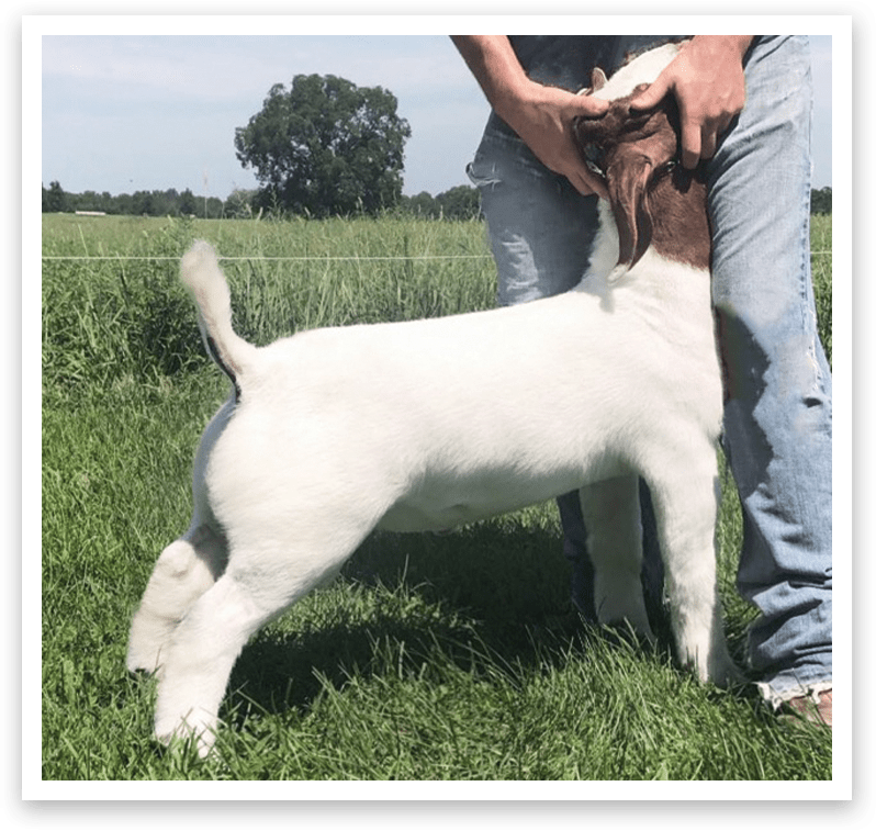 Roshambo Reproduction Specialty Group