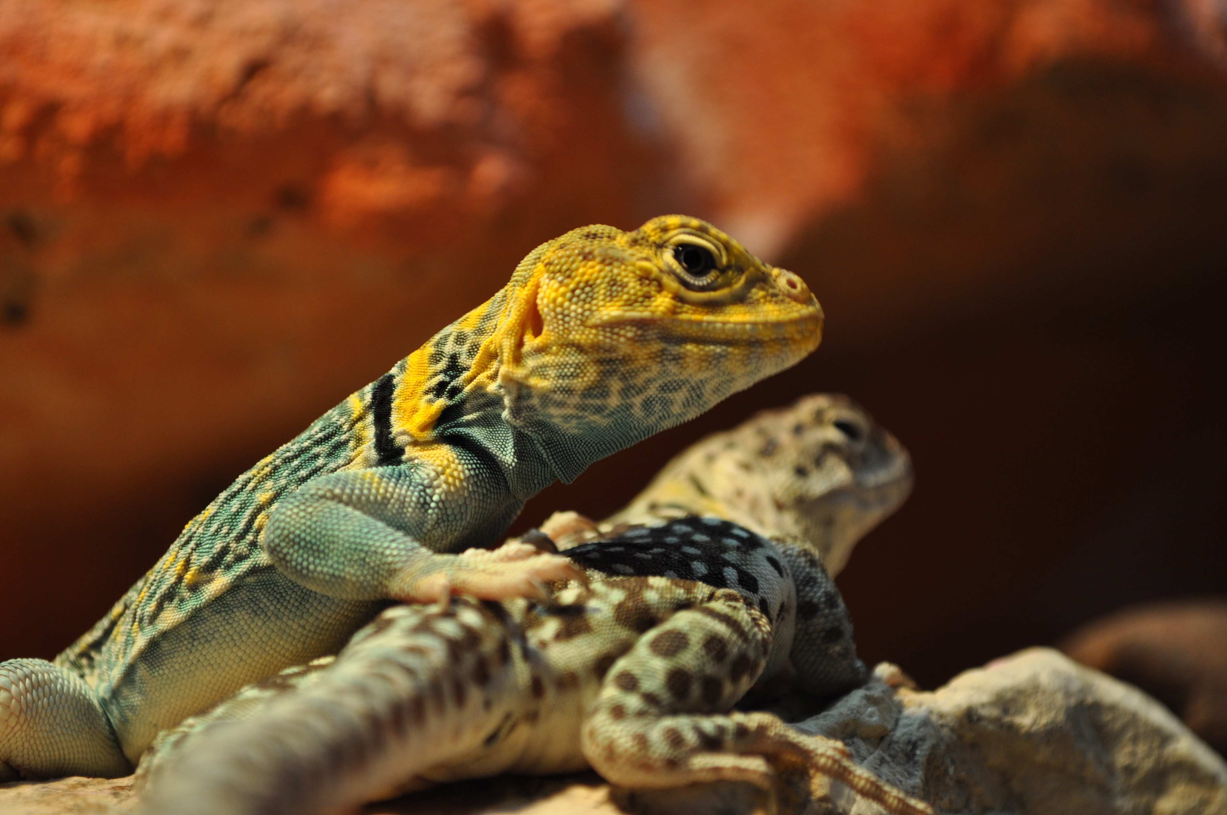 Halsbandleguan REPTALE.de