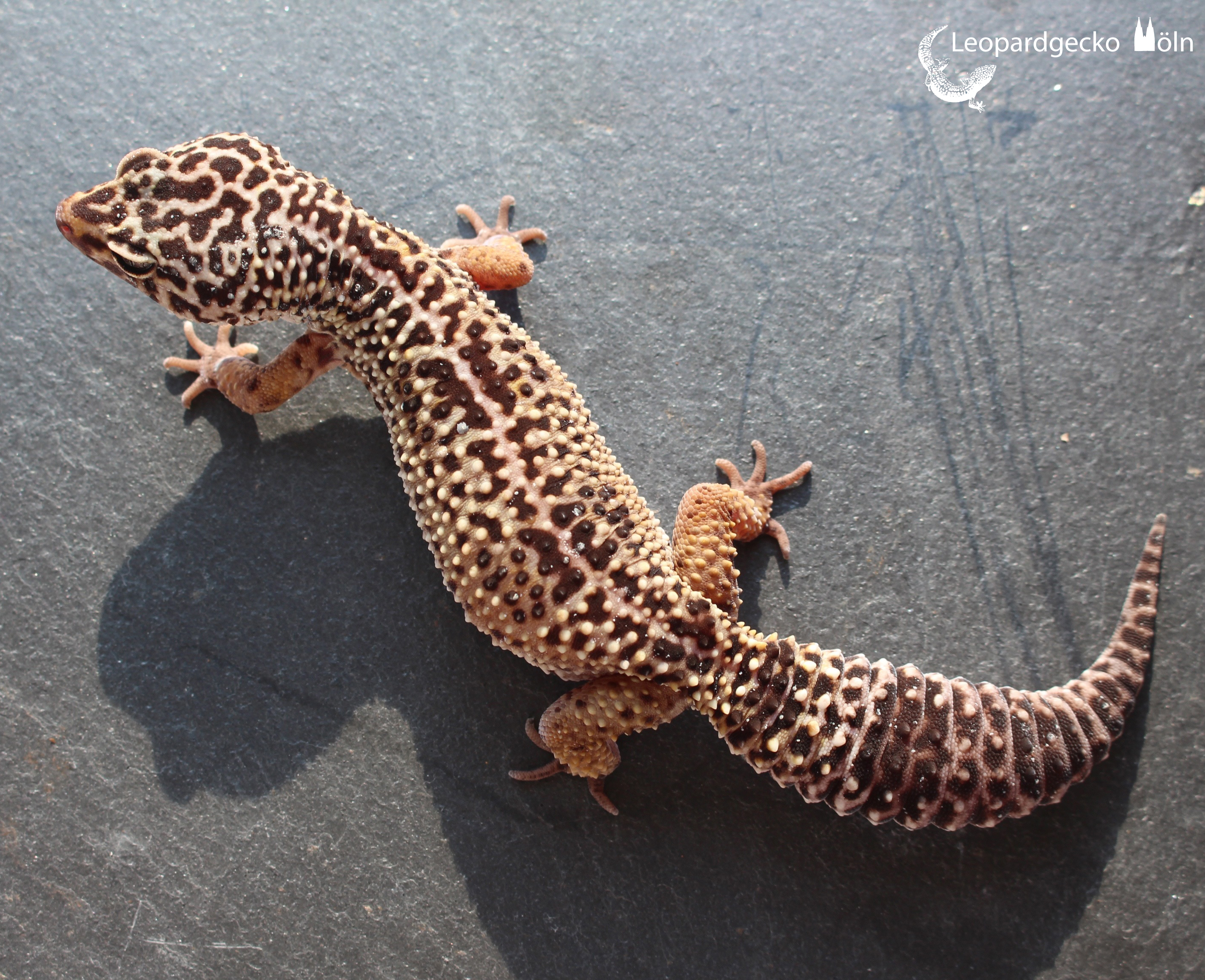 Leopardgecko 0.1 REPTALE.de