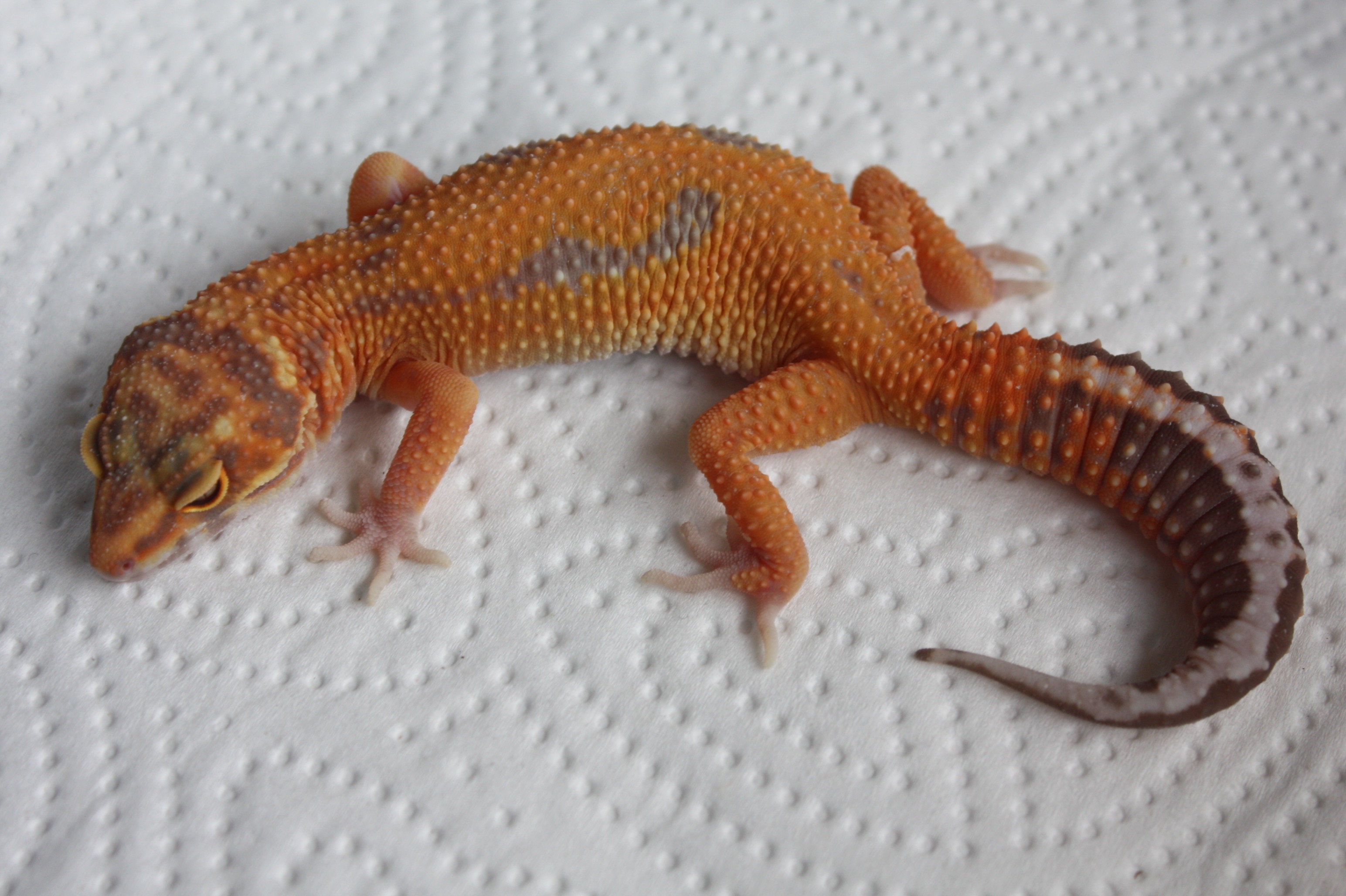 Leopardgecko NZ 2020 (Blood Tremper) REPTALE.de
