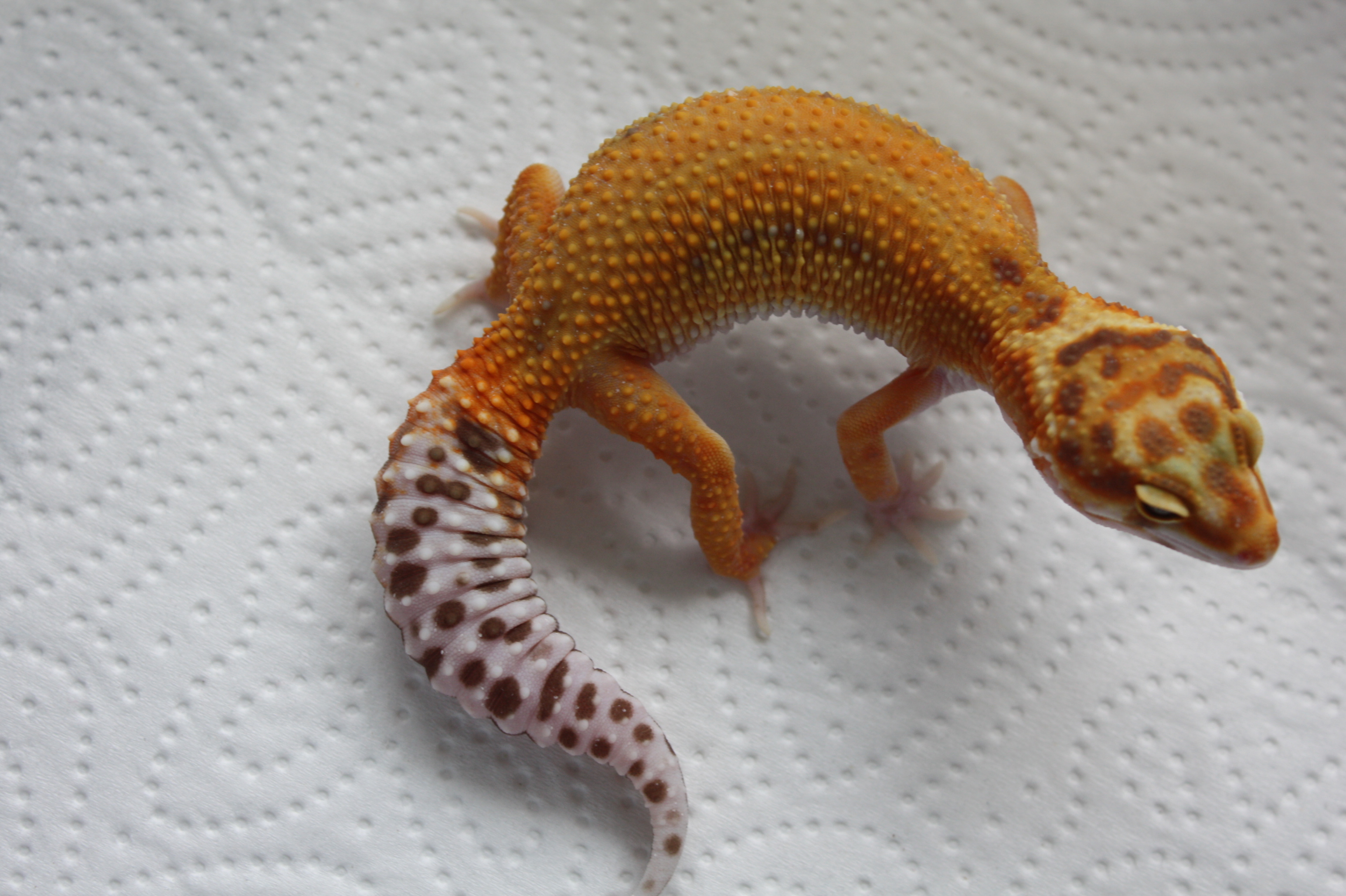 Leopardgecko NZ 2020 (Blood Tremper) REPTALE.de