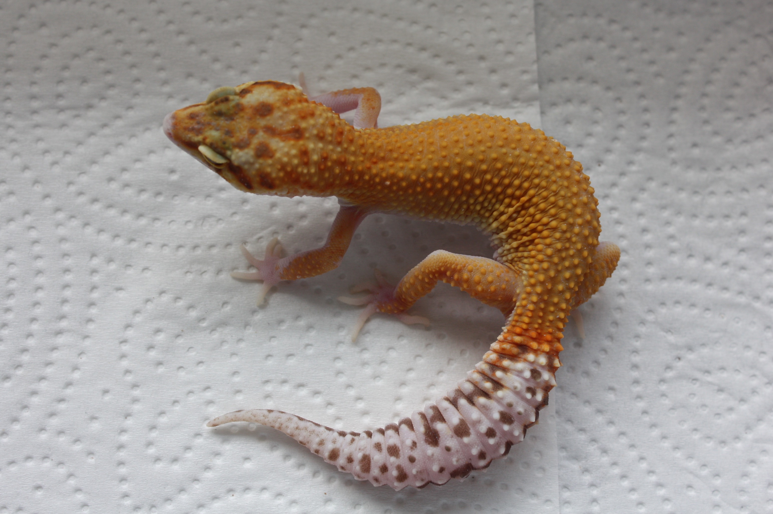 Leopardgecko NZ 2020 (Blood Tremper) REPTALE.de