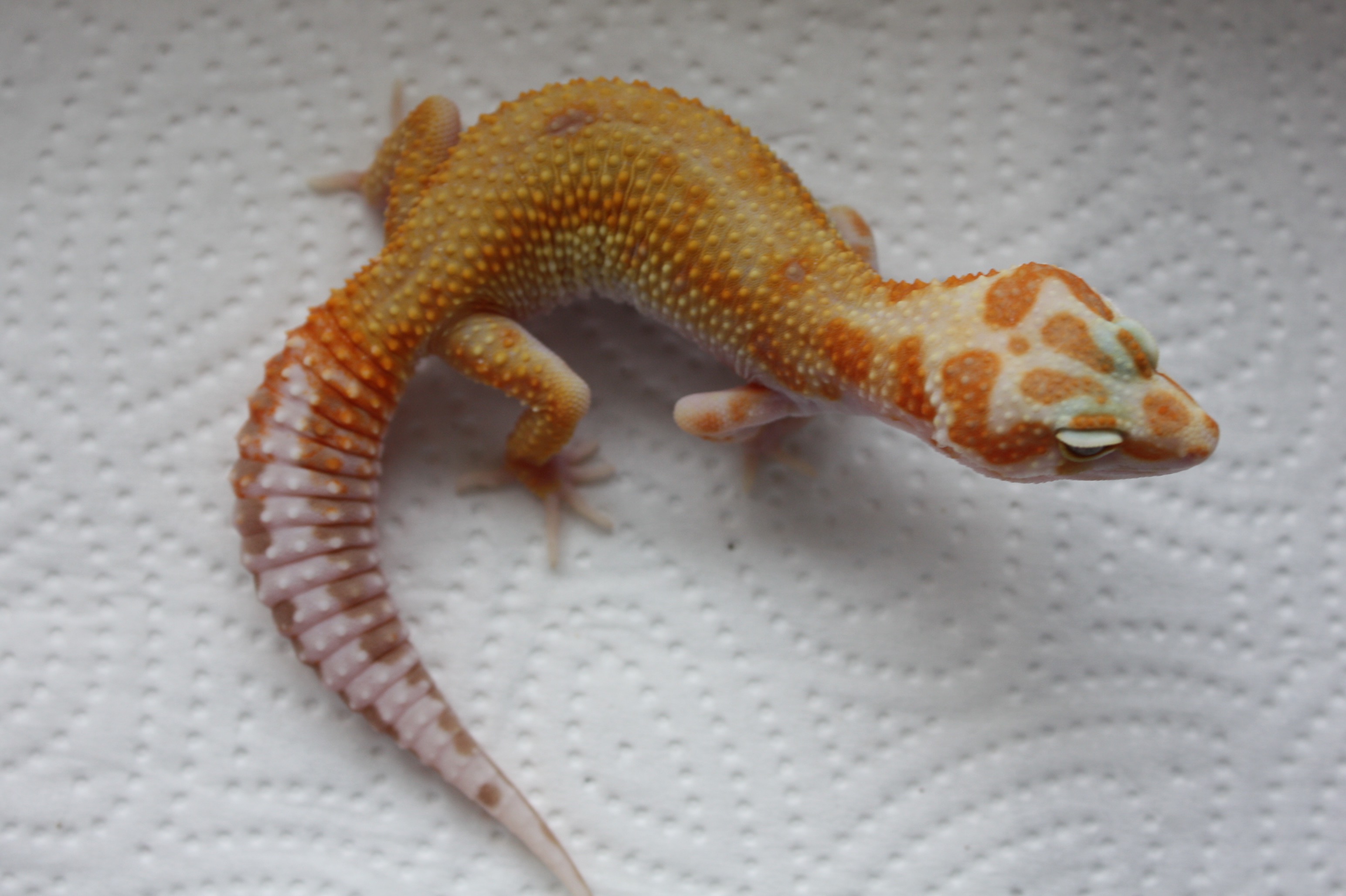 Leopardgecko Seite 2 REPTALE.de