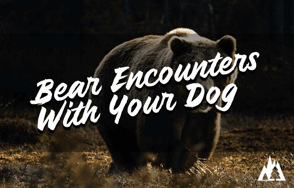 What To Do If You Encounter A Bear With Your Dog Rep The Wild