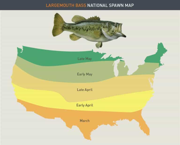 At What Water Temperature Do Largemouth Bass Spawn? Rep The Wild