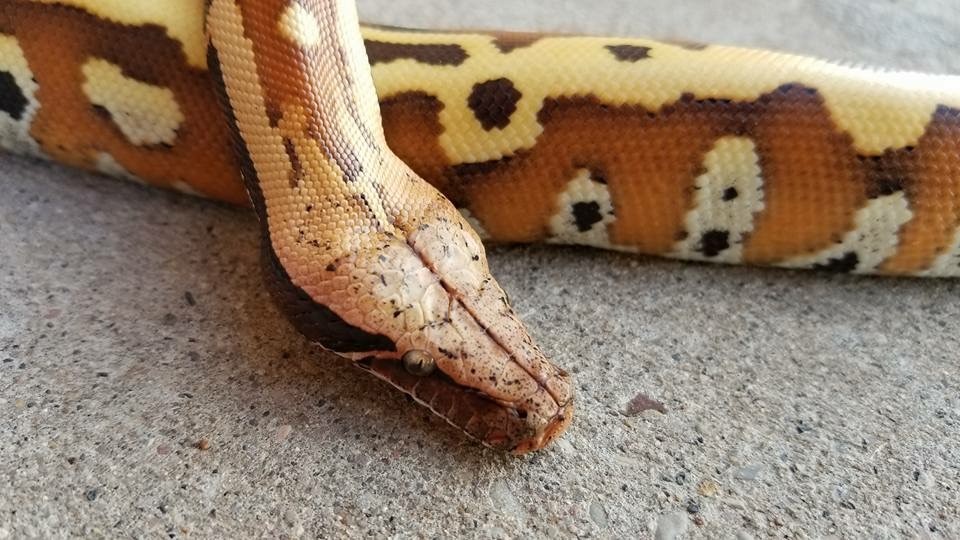 The TRUTH About Blood Python Temperament | ReptiFiles