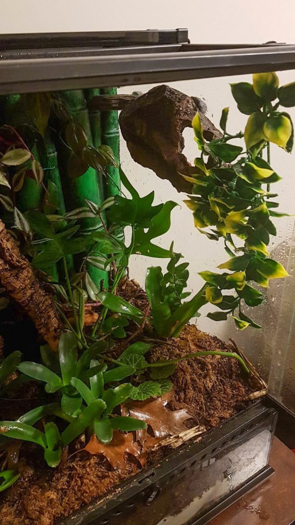 Crested Gecko Decorations for Your Terrarium ReptiFiles