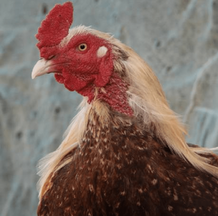 Best Bedding for Chickens & Hens Chicken Bedding UK & USA