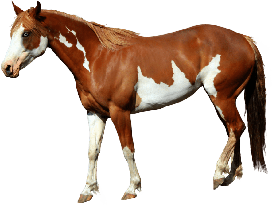 Best Bedding for Horses Bulk Horse Bedding Reptilair