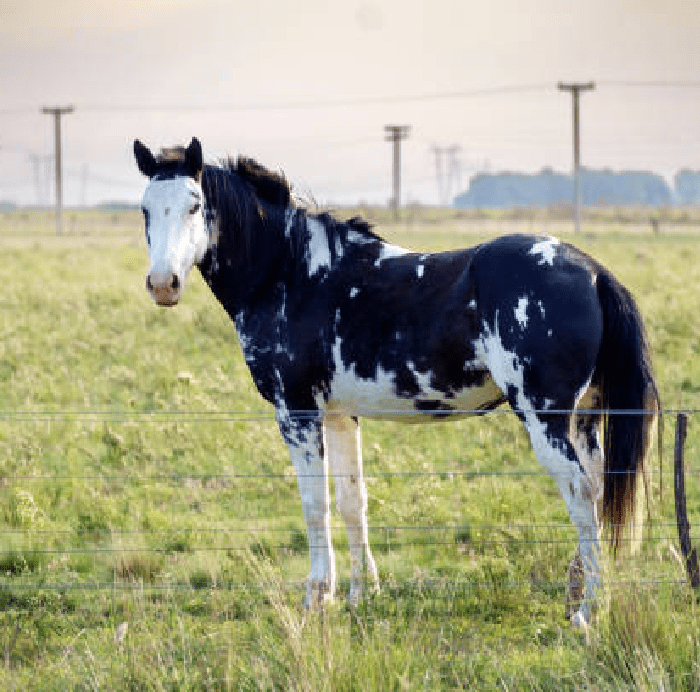 Best Bedding for Horses Bulk Horse Bedding Reptilair