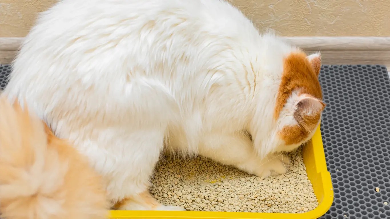 How Often to Change the Cat Litter Expert Tips & Guidelines