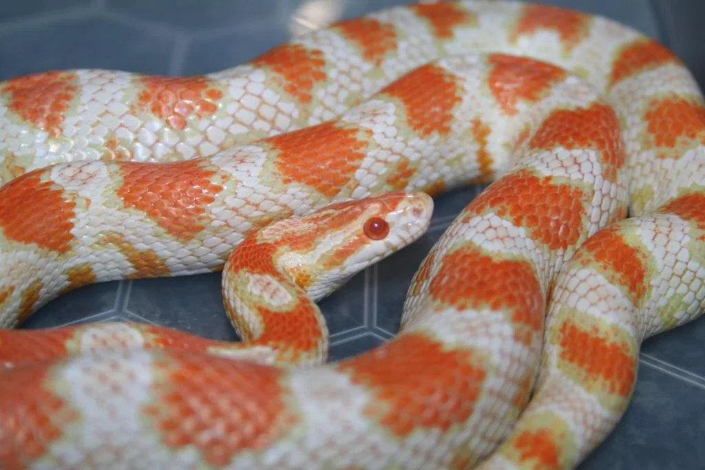 How To Breed Corn Snakes Reptile Review