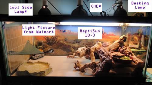 How To Easily Create The Best Habitat For Your Bearded Dragon Reptile.Guide