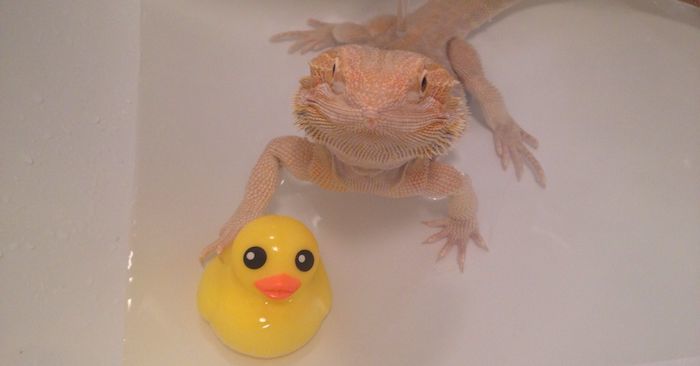 Yellow Fungus in Bearded Dragons Here’s What You Need to do NOW