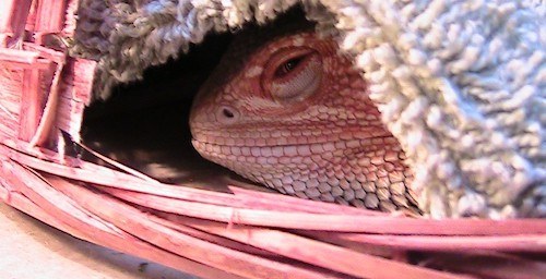 How Long Can a Bearded Dragon Go Without Food? Reptile.Guide