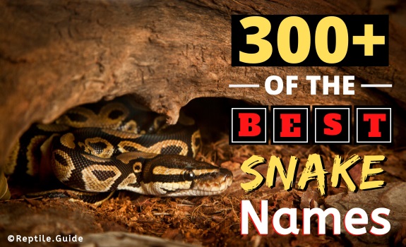 300+ Diverse & Unique Snake Names The ONLY List You'll Ever Need!
