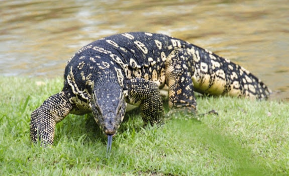 8 Largest Pet Lizards You'll Be Dying to Own (Expert & Beginner Friendly)