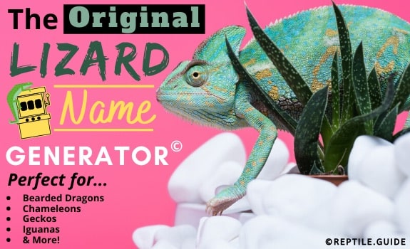 Reptile Rescue Name Ideas cmavdesigns