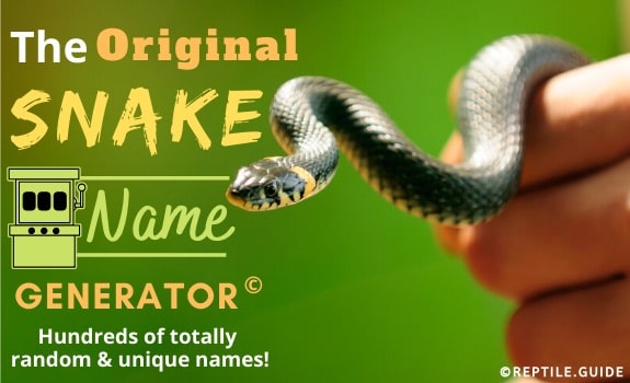 The ORIGINAL Snake Name Generator Discover Your Pet's Perfect Name