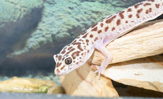 Leopard Gecko Habitat Guide What Your Pet Actually Needs...