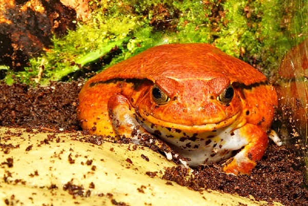 Tomato Frog Care Sheet Diet, Habitat, & More Tips for New Owners
