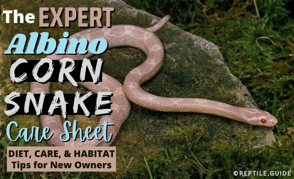Albino Corn Snake Care Sheet: Diet, Habitat, & More for Beginners