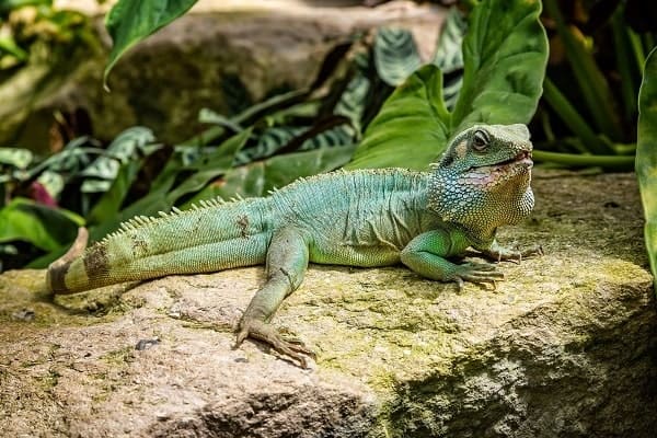 The Ultimate Chinese Water Dragon Care Sheet for Beginners