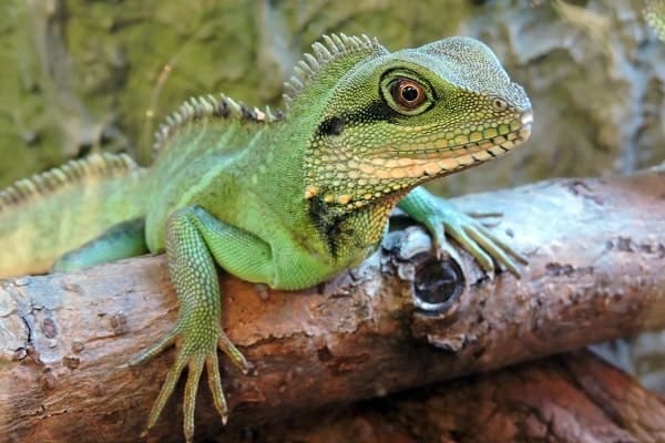 The Ultimate Chinese Water Dragon Care Sheet for Beginners