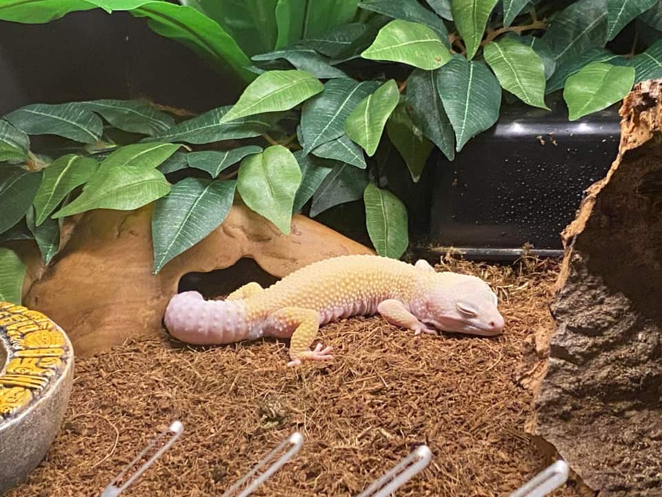 Leopard Gecko Morphs [the Ultimate Guide] Reptile.Guide